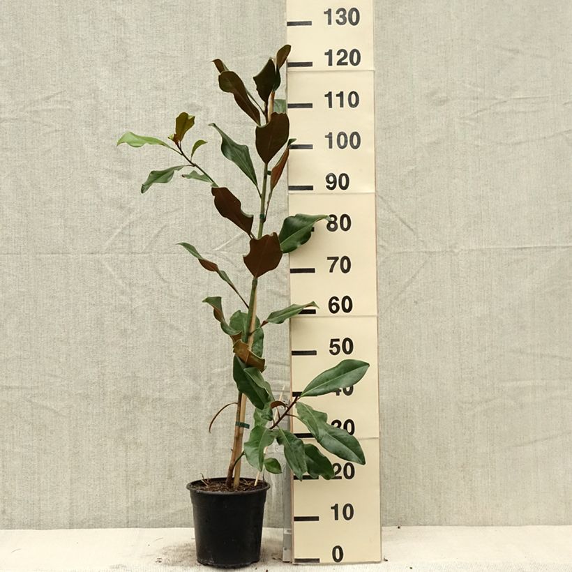 Example of Magnolia grandiflora Bracken's Brown Beauty Vaso da 4L/5L as you get in printemps