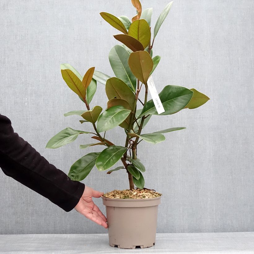 Magnolia grandiflora Mainstreet - Laurier-tulipier Pot de 4L/5L esemplare consegnato in inverno