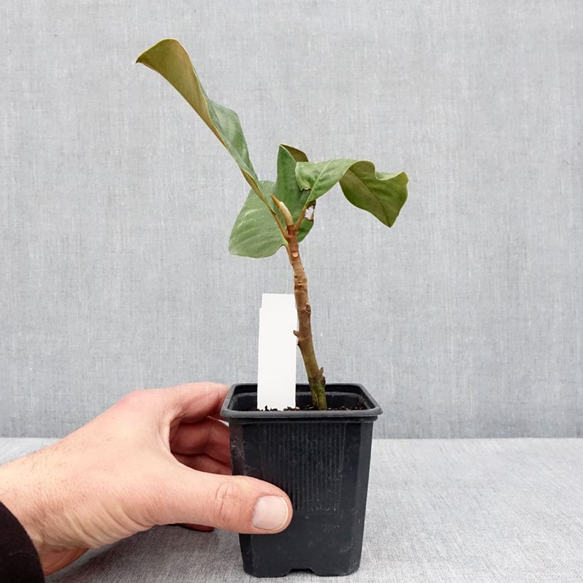 Magnolia grandiflora Mont blanc Vaso da Ø 10 cm/11 cm esemplare consegnato in primavera