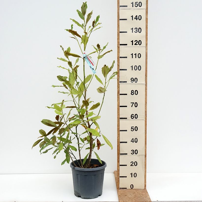 Esemplare di Magnolia grandiflora Nana Vaso da 12L/15L come consegnato in autunno