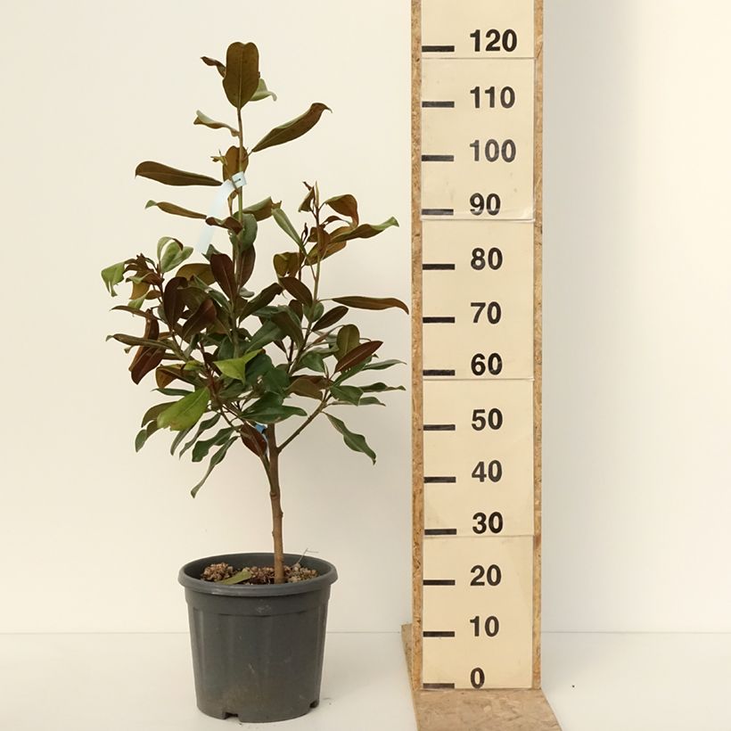 Magnolia grandiflora Nana - Laurier-tulipier Pot de 12L/15L esemplare consegnato in inverno