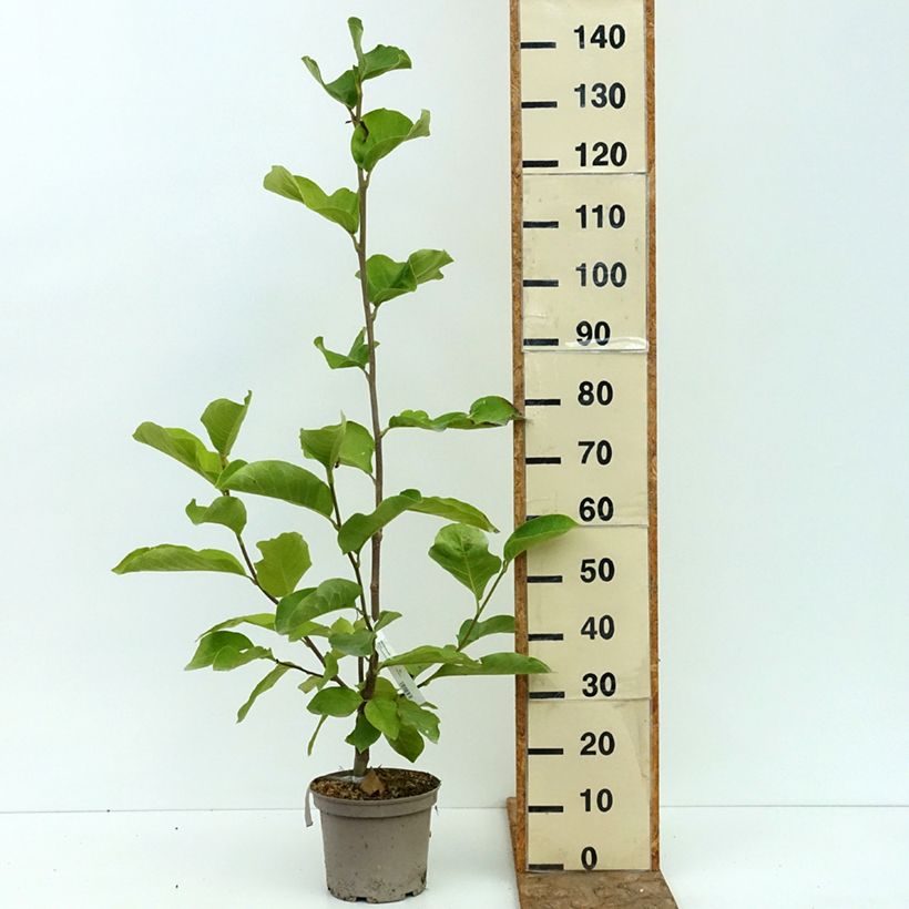 Esemplare di Magnolia innestate Shirazz Vaso da 4L/5L consegnato in estate