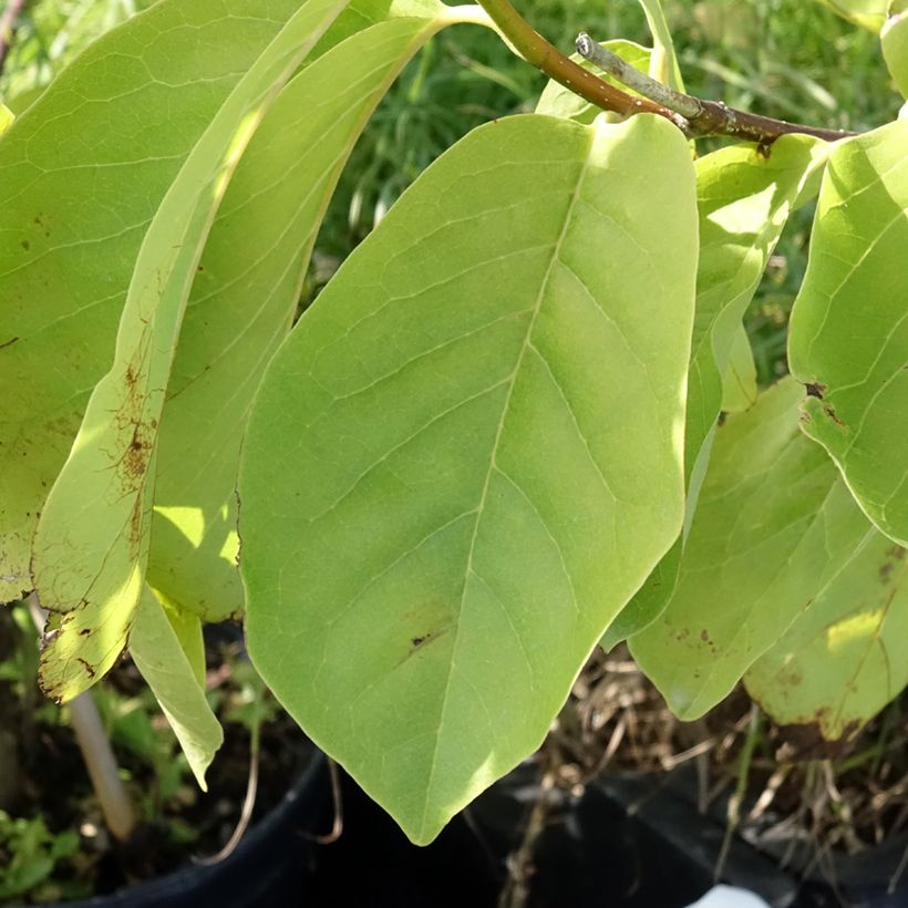 Magnolia Tina durio (Fogliame)