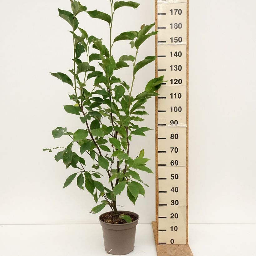 Esemplare di Magnolia Heaven Scent Vaso da 12L/15L consegnato in estate