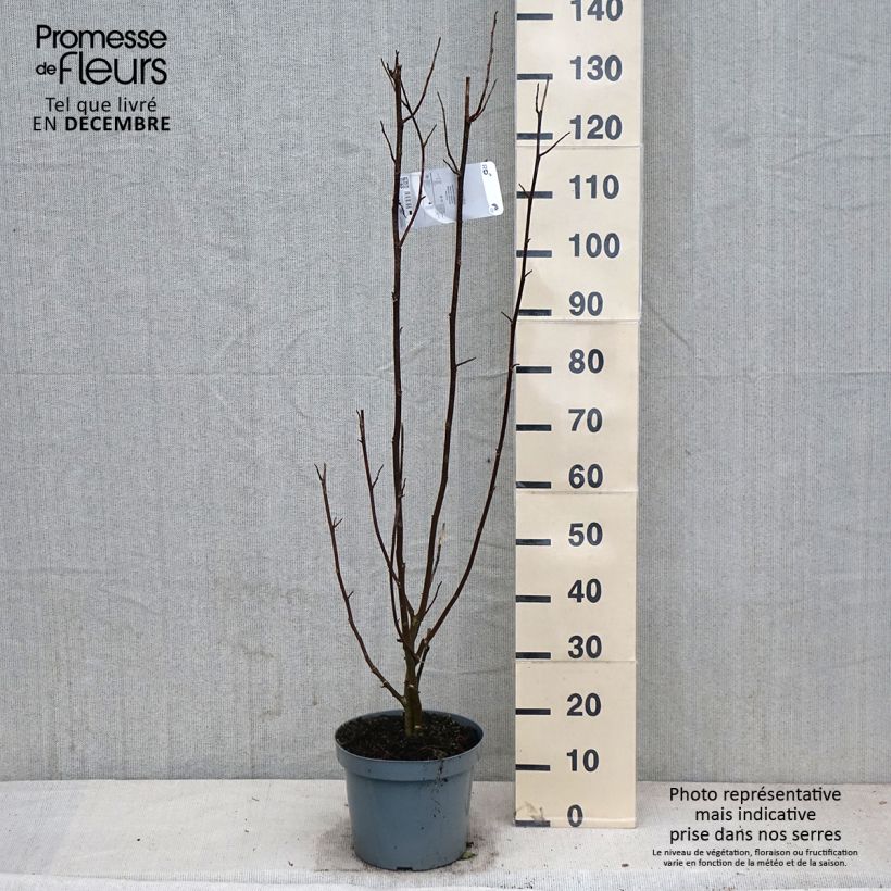 Esemplare di Magnolia kobus Vaso da 4L/5L come consegnato in autunno