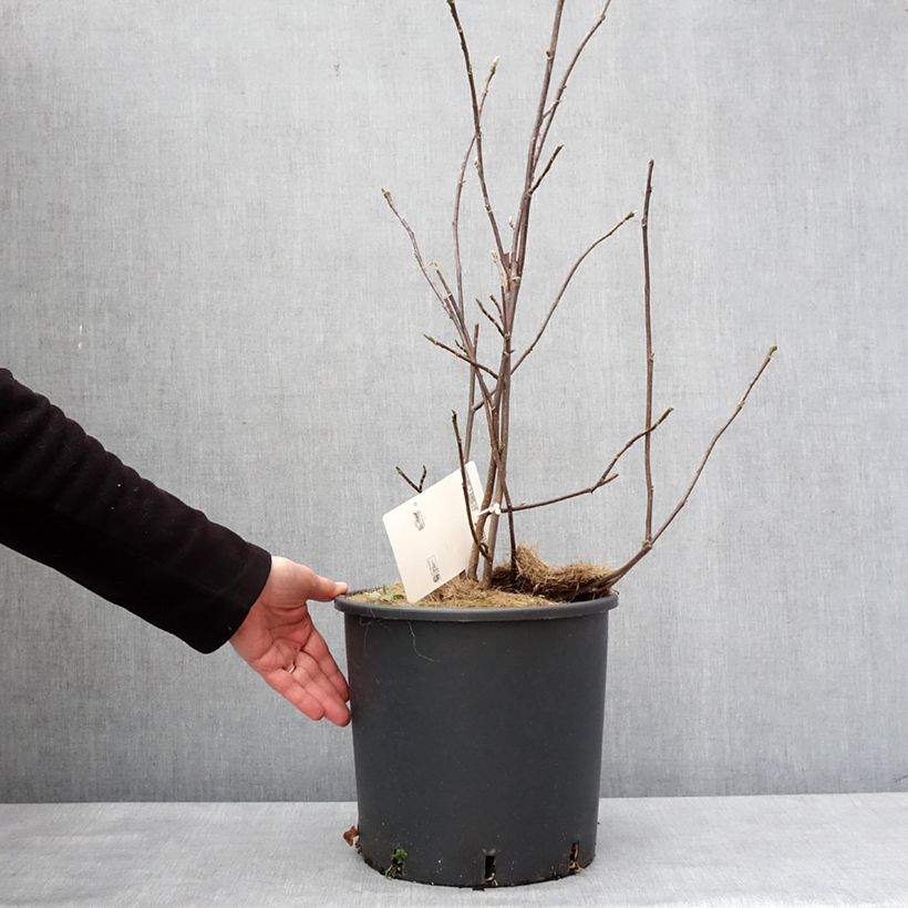 Magnolia liliflora Nigra Pot de 7,5L/10L esemplare consegnato in inverno