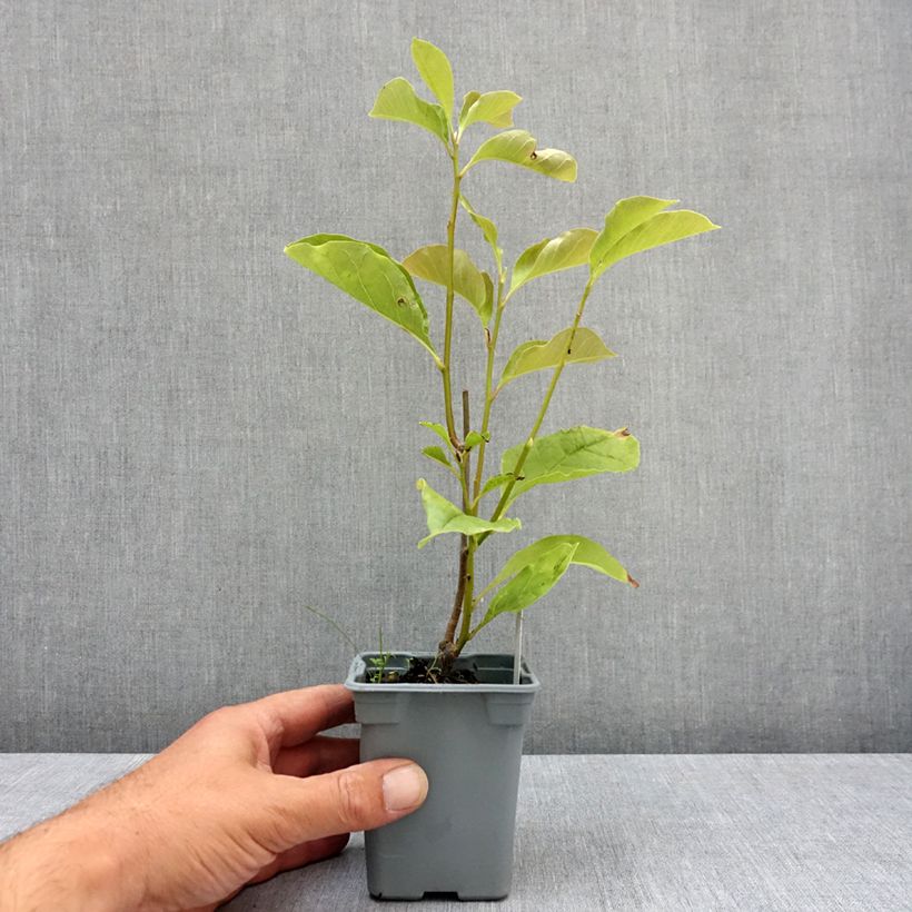 Esemplare di Magnolia liliflora Nigra Vaso da Ø 12 cm / 13 cm consegnato in estate