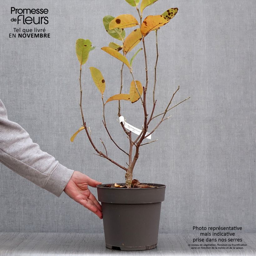 Esemplare di Magnolia Mags Pirouette Vaso da 4L/5L come consegnato in autunno