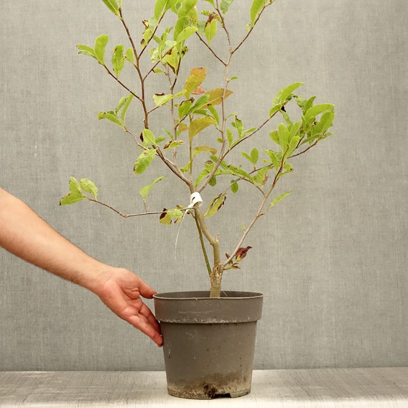 Esemplare di Magnolia Mags Pirouette Vaso da 4L/5L consegnato in estate