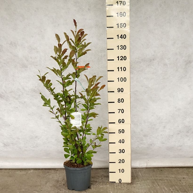 Example of Magnolia Merrill Vaso da 7,5L/10L as you get in printemps