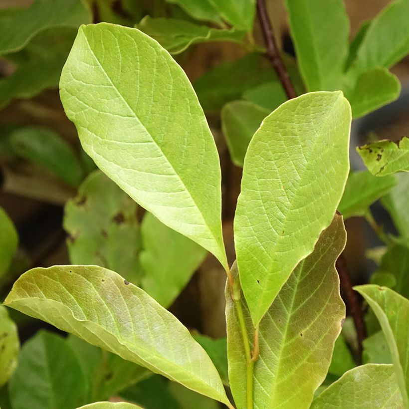 Magnolia Merrill (Foliage)