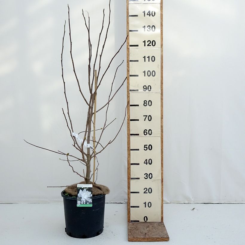 Example of Magnolia Wildcat Vaso da 6L/7L as you get in hiver