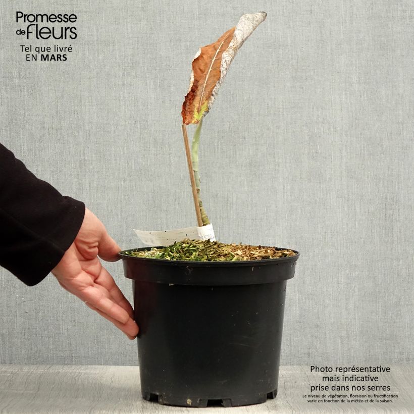 Example of Magnolia macrophylla subsp. ashei Vaso da 4L/5L as you get in printemps