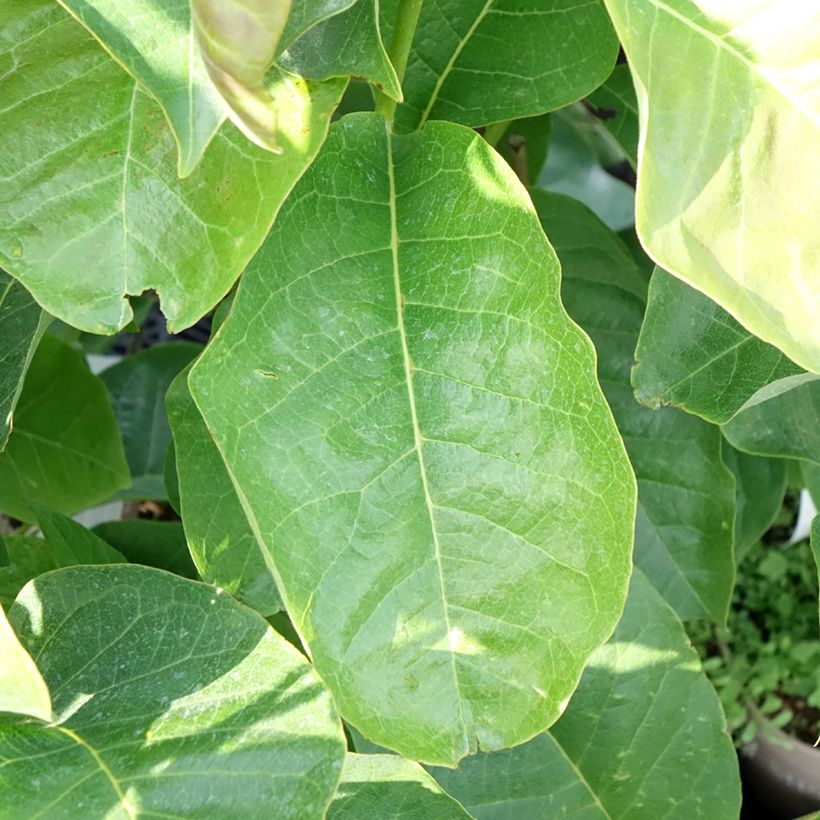 Magnolia soulangeana Meganolia (Fogliame)