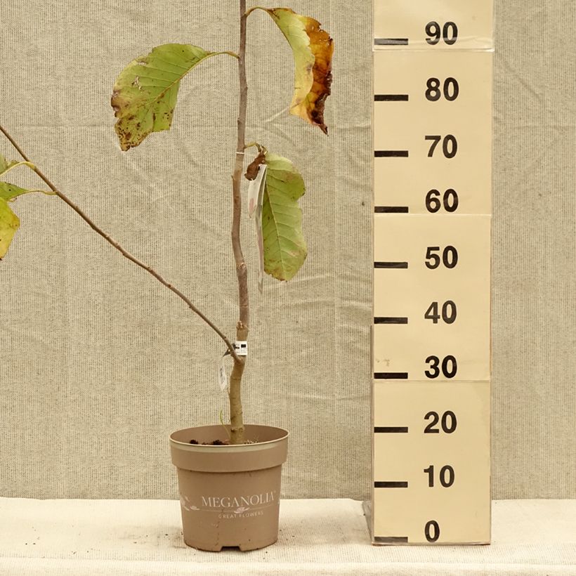 Esemplare di Magnolia Meganolia Pot de 4L/5L come consegnato in autunno