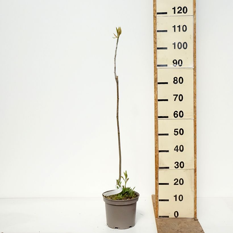 Magnolia officinalis Vaso da 4L/5L esemplare consegnato in primavera