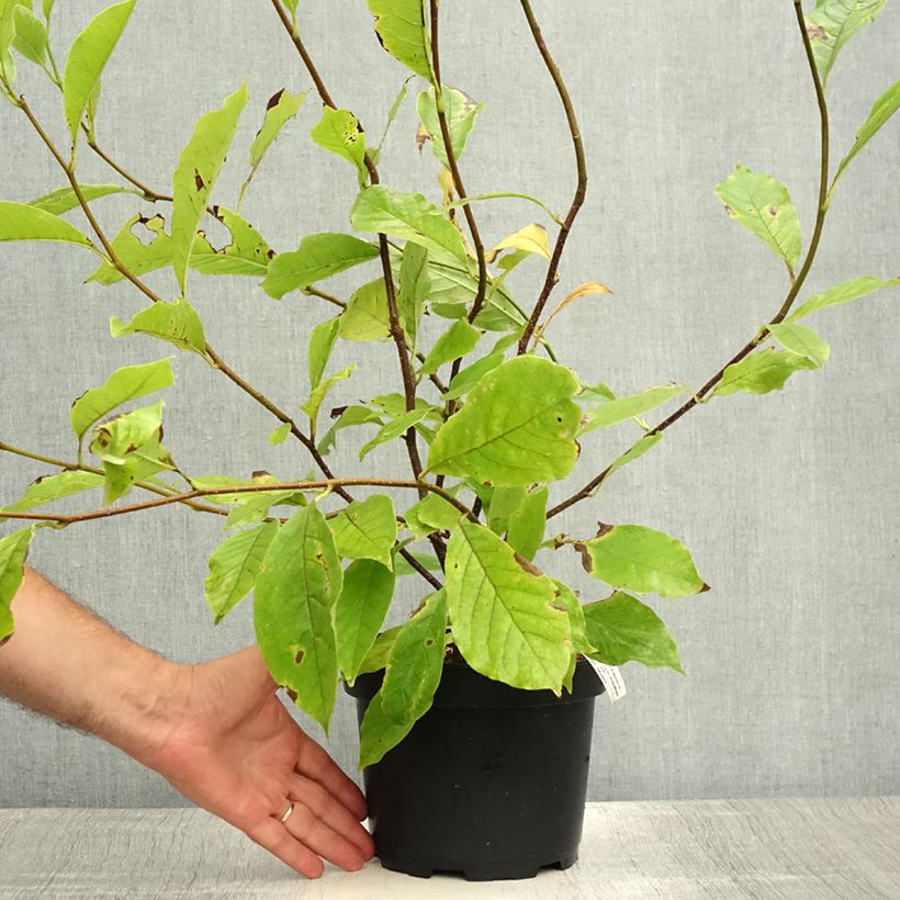 Esemplare di Magnolia soulangeana - Magnolia ibrida Vaso da 3L/4L consegnato in estate