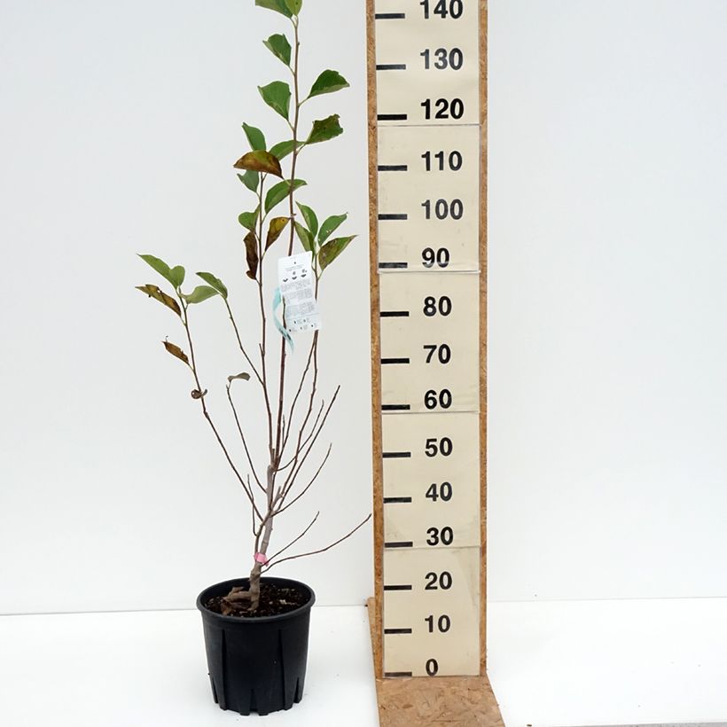 Esemplare di Magnolia soulangeana - Magnolia ibrida Vaso da 7,5L/10L come consegnato in autunno