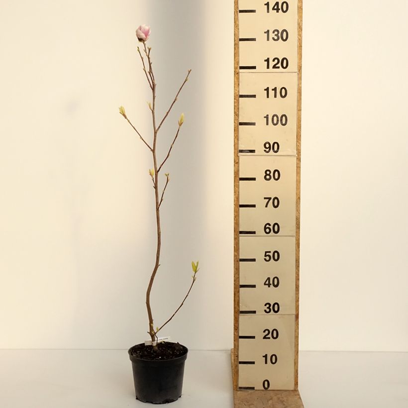 Magnolia soulangeana Rustica Rubra Vaso da 3L/4L esemplare consegnato in primavera