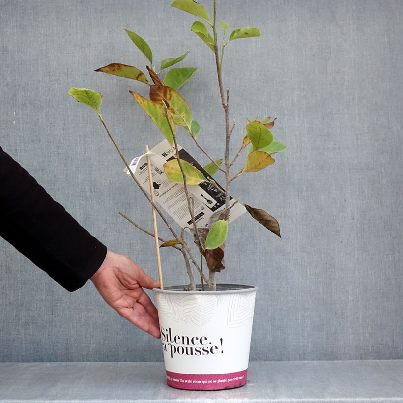 Esemplare di Magnolia soulangeana Rustica Rubra Vaso da 3L/4L come consegnato in autunno