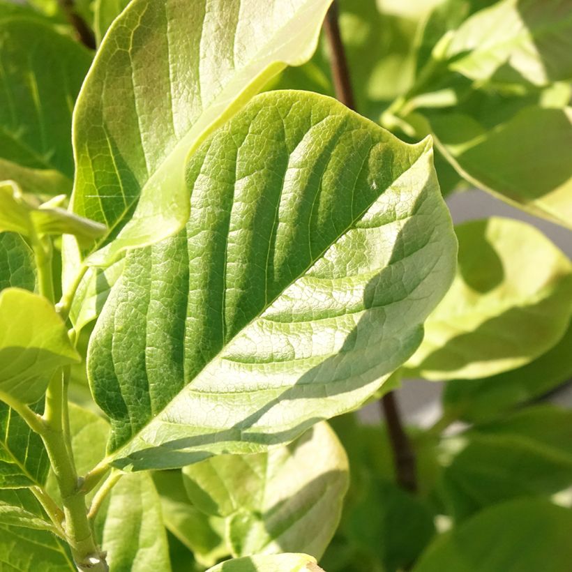 Magnolia soulangeana Satisfaction (Foliage)