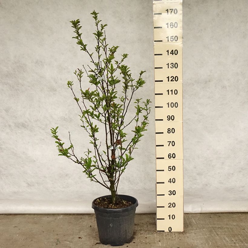Example of Magnolia stellata Vaso da 20L/25L as you get in printemps