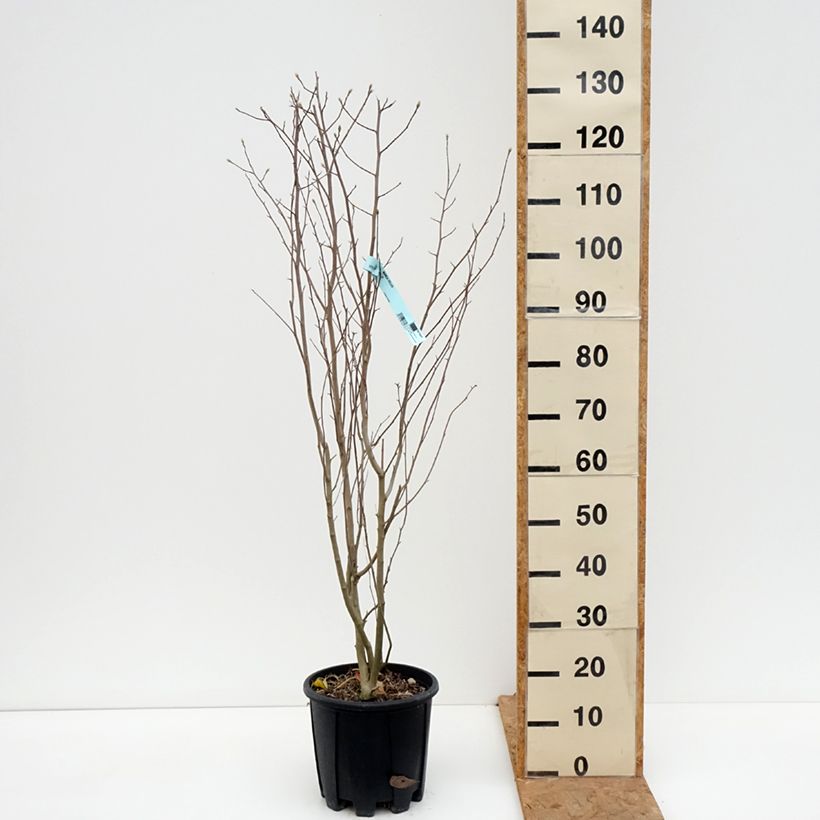Esemplare di Magnolia stellata Vaso da 7,5L/10L come consegnato in autunno