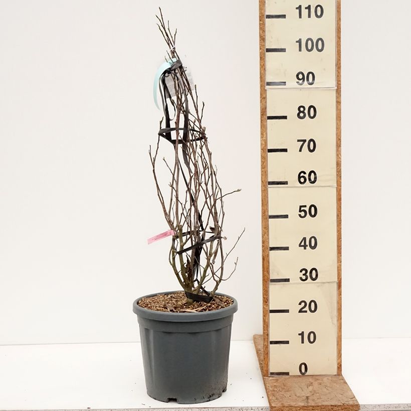 Magnolia stellata Rosea Vaso da 18L/20L esemplare consegnato in inverno