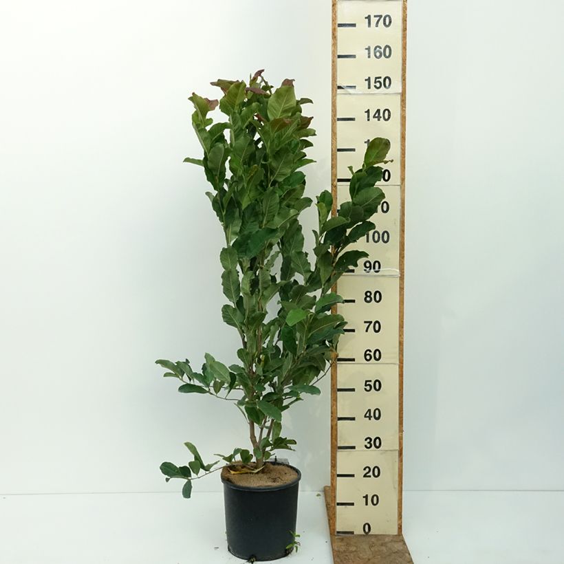 Esemplare di Magnolia stellata Rosea Vaso da 7,5L/10L consegnato in estate