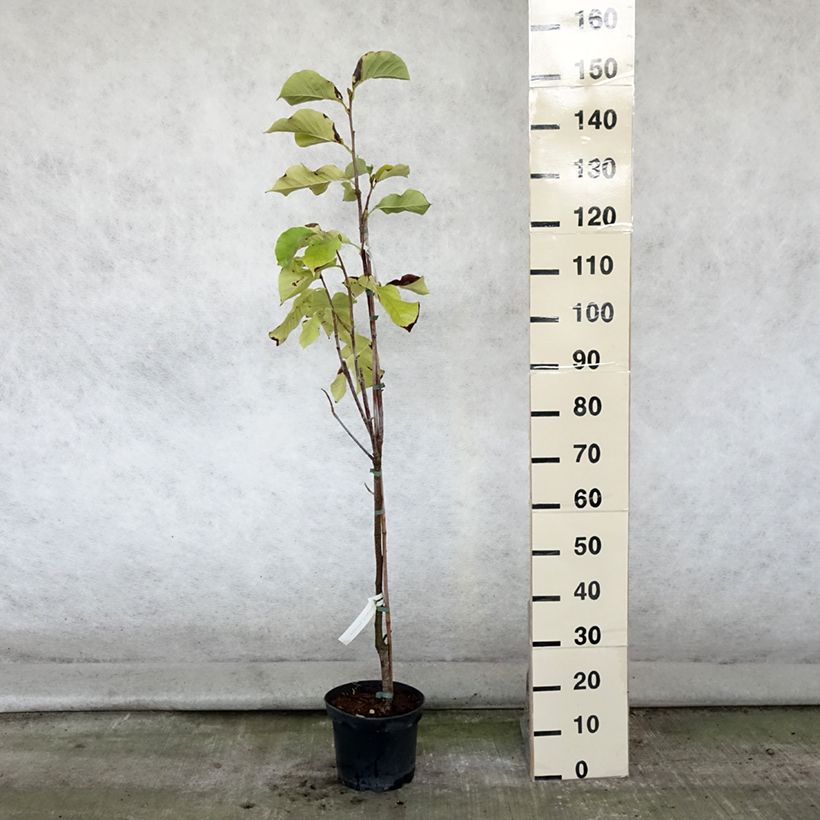 Esemplare di Magnolia Sunsation Vaso da 3L/4L consegnato in estate