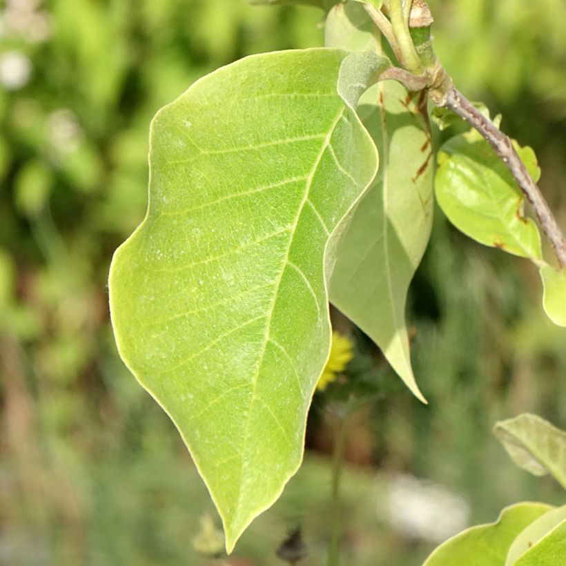 Magnolia Sunsation (Fogliame)