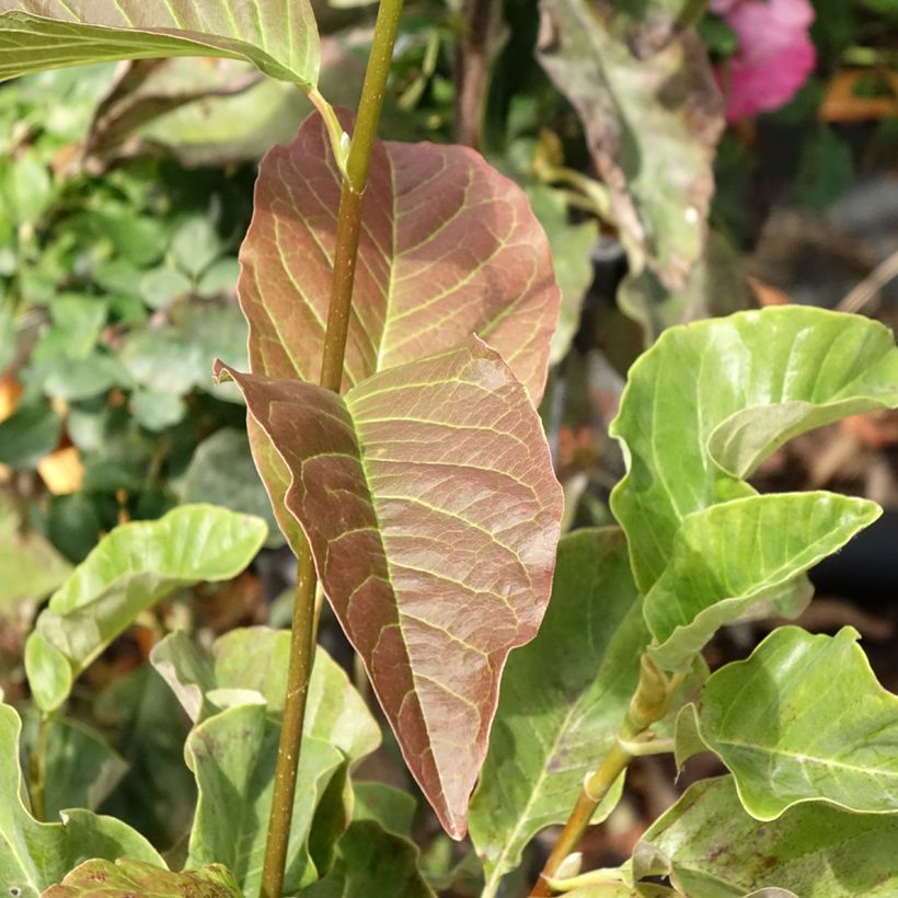 Magnolia Sunspire (Foliage)