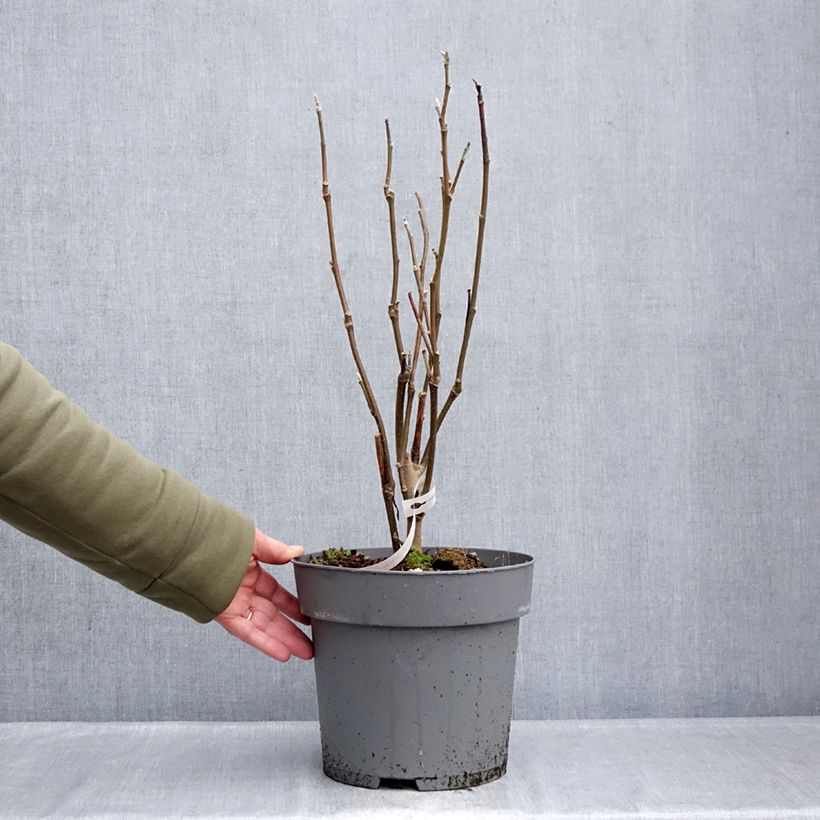 Example of Magnolia Sunspire Vaso da 6L/7L as you get in hiver