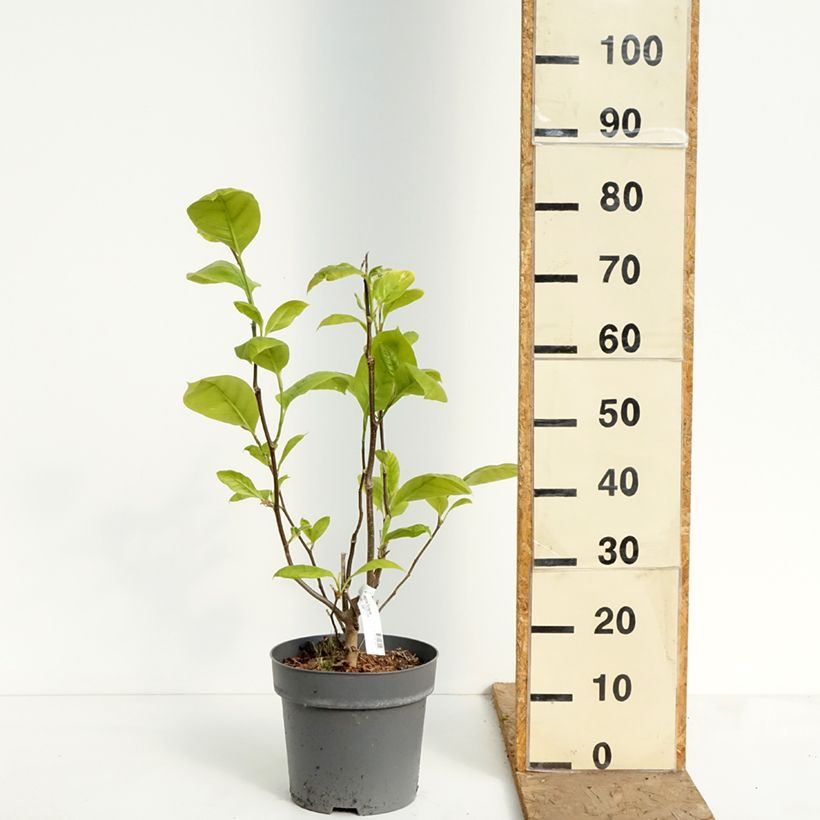 Magnolia Sunspire Vaso da 6L/7L esemplare consegnato in primavera