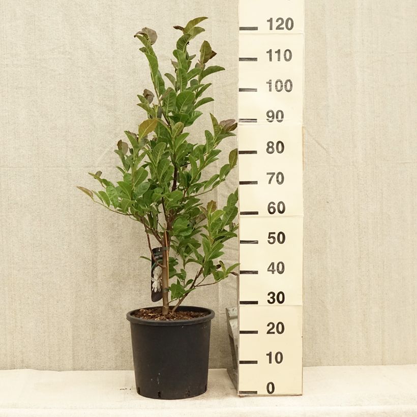 Esemplare di Magnolia Wildcat Vaso da 6L/7L consegnato in estate