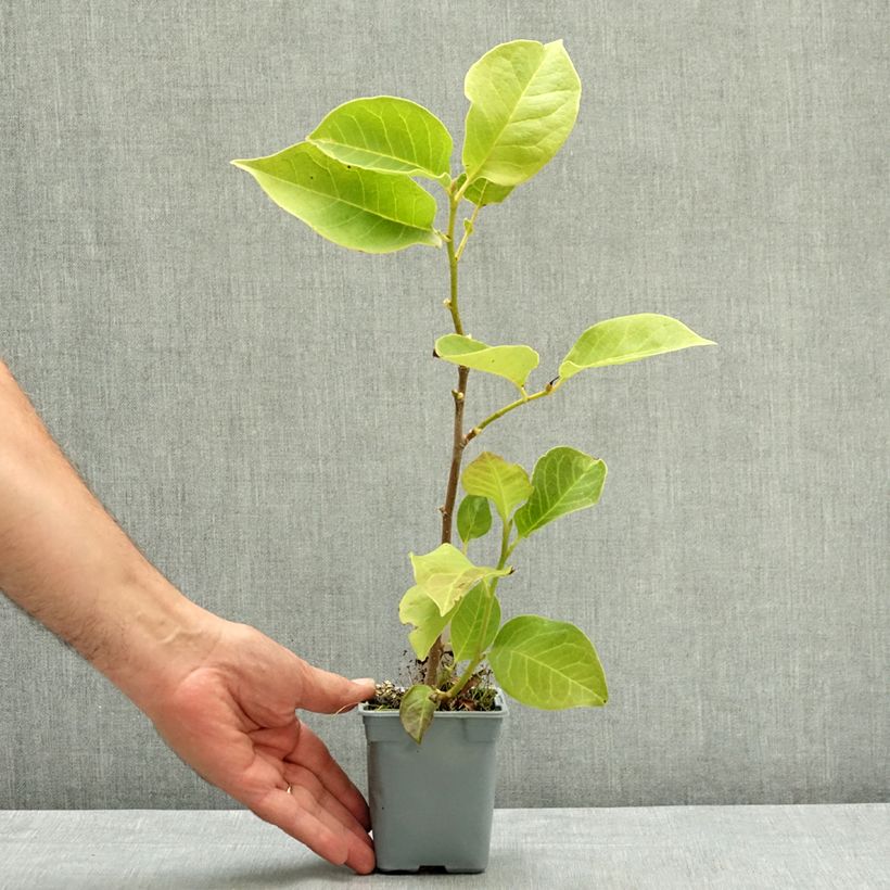 Esemplare di Magnolia soulangeana Cameo Vaso da Ø 12 cm / 13 cm consegnato in estate