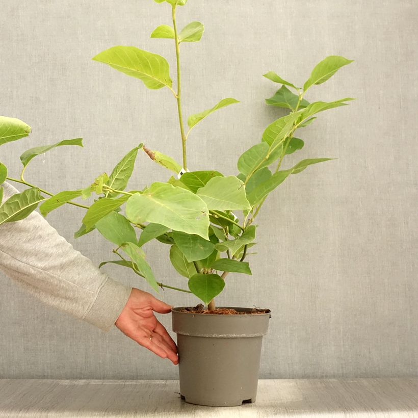 Esemplare di Magnolia x soulangeana Cameo  Pot de 4L/5L come consegnato in autunno