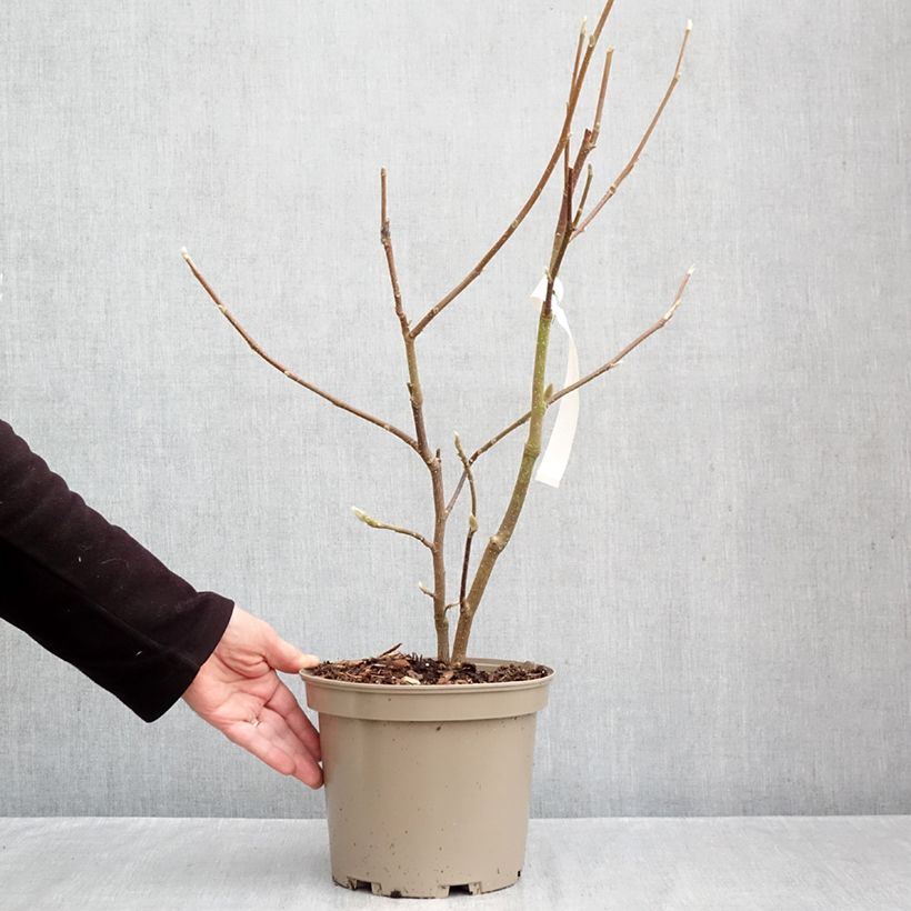 Esemplare di Magnolia soulangeana Picture Superba Vaso da 4L/5L come consegnato in autunno