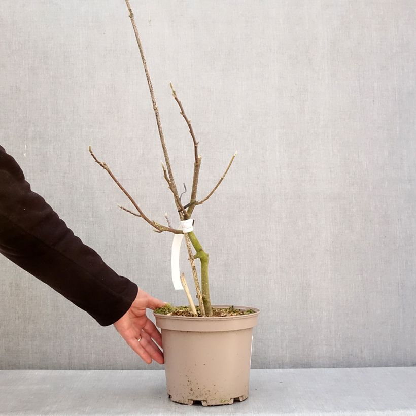 Magnolia x soulangeana Picture Superba Pot de 4L/5L esemplare consegnato in inverno