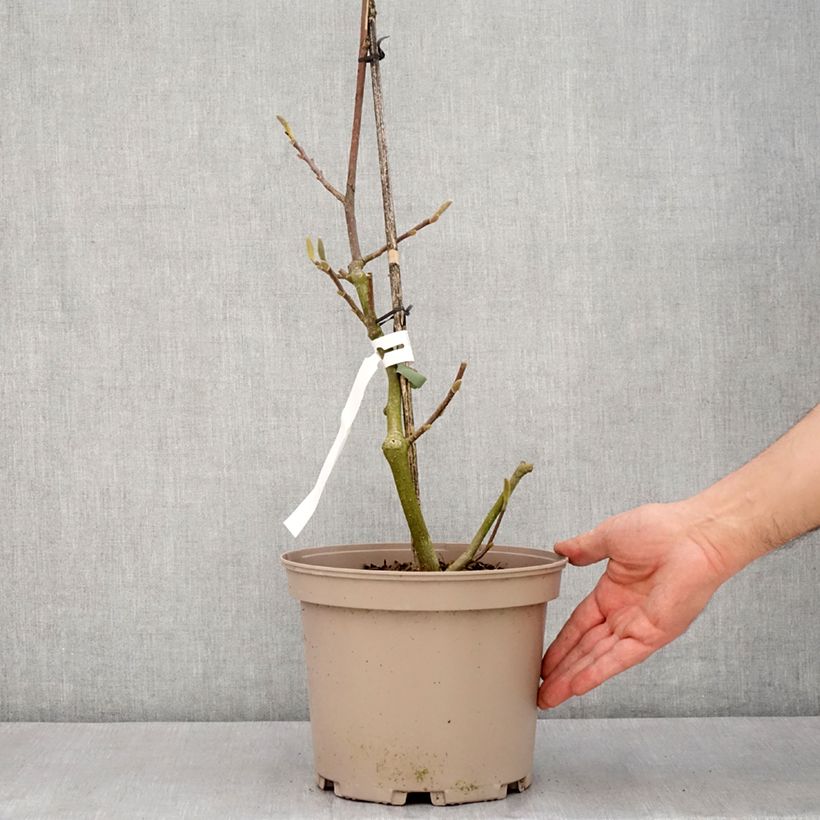 Example of Magnolia soulangeana Picture Superba Vaso da 4L/5L as you get in printemps
