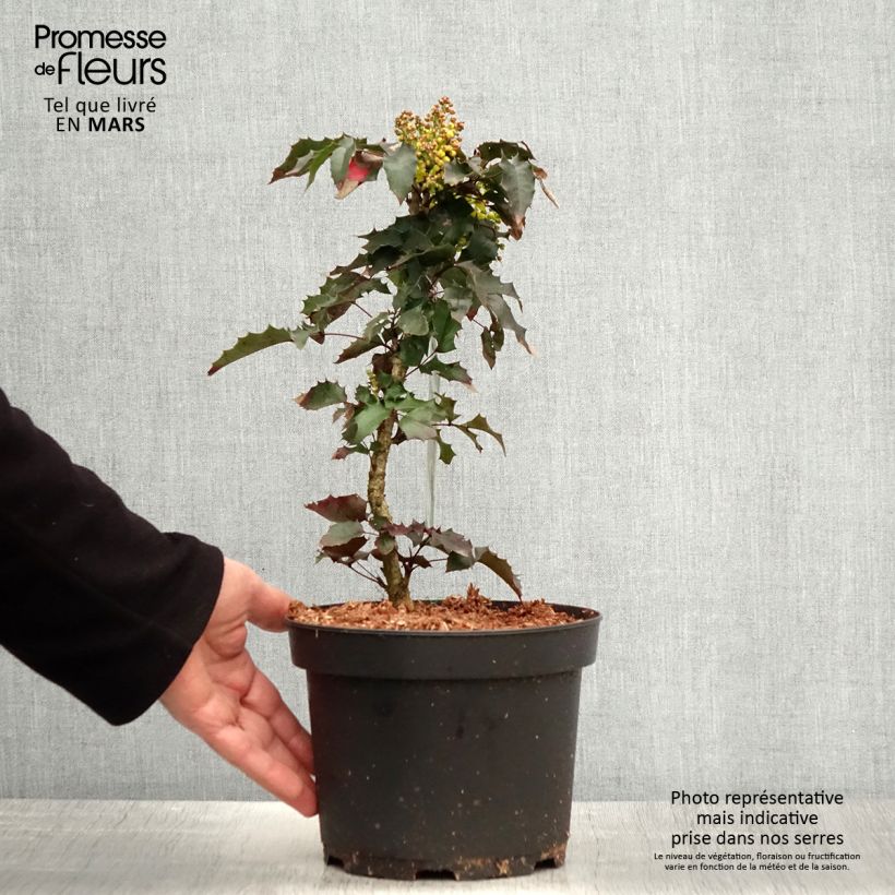 Example of Mahonia aquifolium Vaso da 2L/3L as you get in printemps