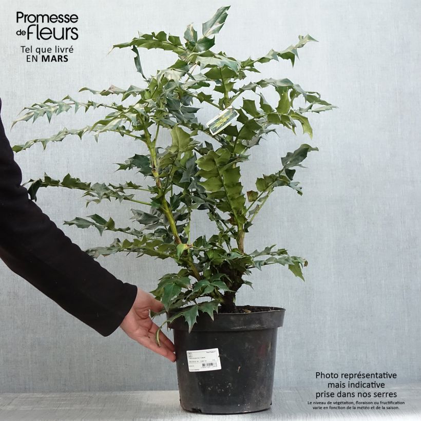 Mahonia bealei - Crespino di Beale Vaso da 7,5L/10L esemplare consegnato in primavera