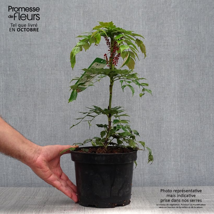 Esemplare di Mahonia nitens Cabaret Vaso da 2L/3L come consegnato in autunno