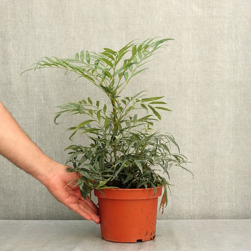 Esemplare di Mahonia eurybracteata Nara Hiri Vaso da 2L/3L consegnato in estate