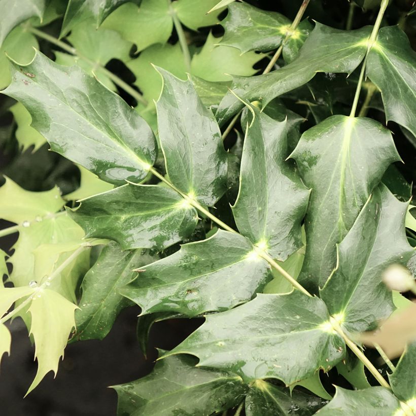 Mahonia japonica Hivernant (Fogliame)