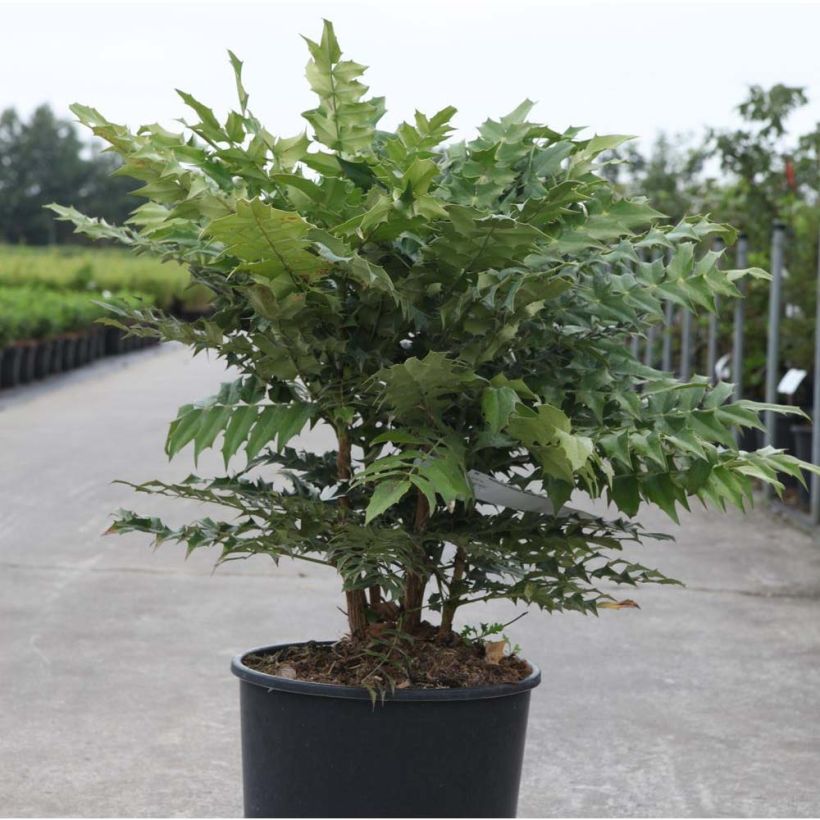 Mahonia media Winter Sun (Plant habit)