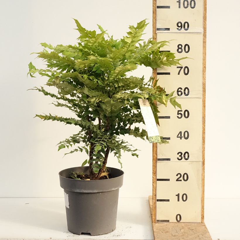Esemplare di Mahonia media Winter Sun Vaso da 7,5L/10L consegnato in estate