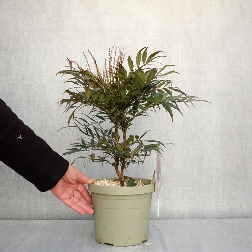 Mahonia Meteor Vaso da 3L/4L esemplare consegnato in inverno