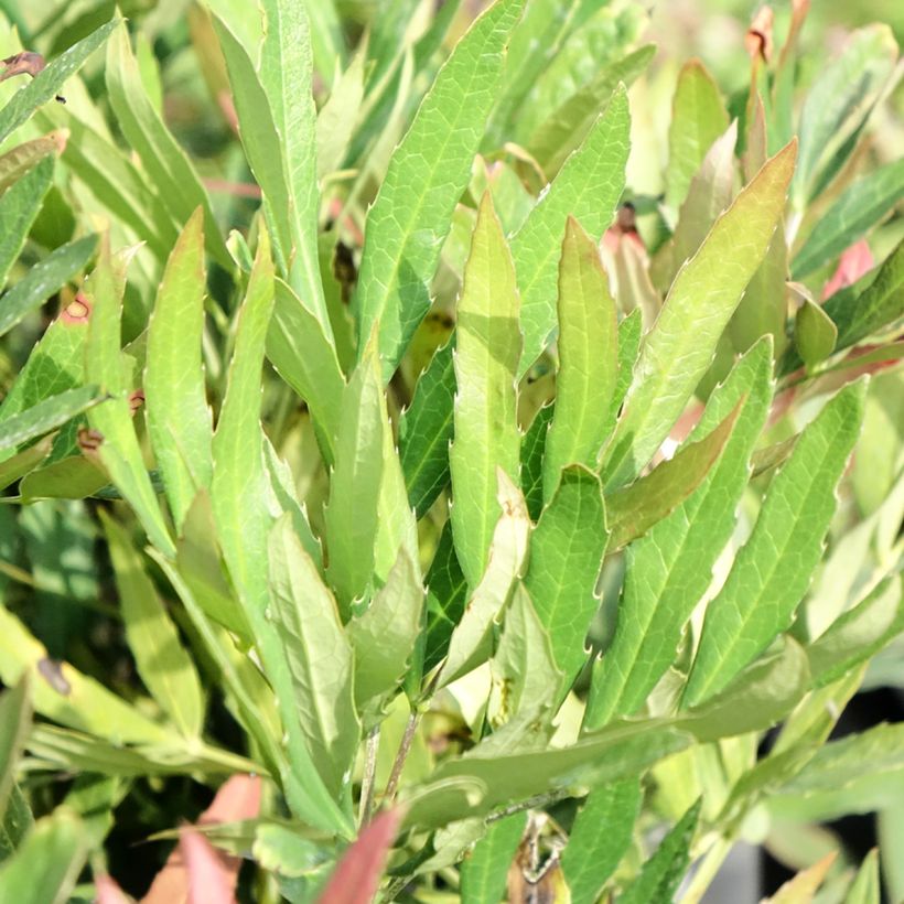 Mahonia sinensis (Foliage)