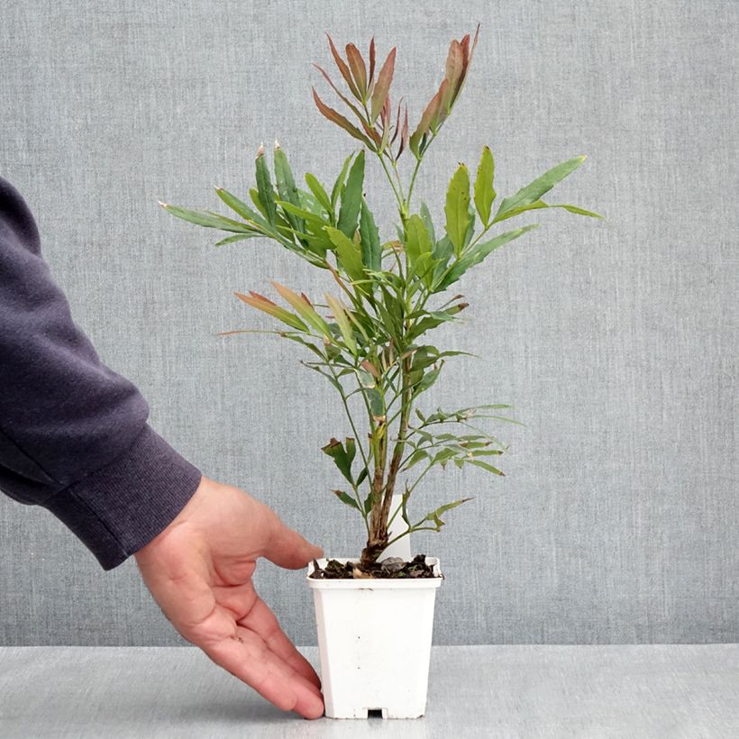 Example of Mahonia sinensis Vasetto da 8/9 cm as you get in printemps